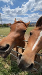 Rural gathering features horse encounters, outdoor dining in Sala Consilina