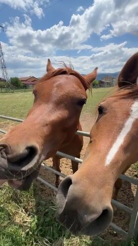 Rural gathering features horse encounters, outdoor dining in Sala Consilina