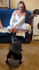 Dog and owner play tug-of-war indoors in Novokuybyshevsk