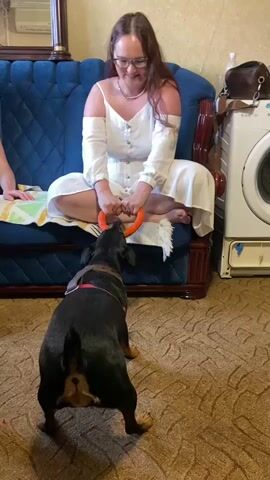 A woman in a white dress sits on a blue couch, cross-legged, holding a dog toy. A black and brown dog, wearing a red harness, stands on the floor in front of her, pulling on the toy. The woman is smiling and appears to be playing tug-of-war with the dog. The room has carpeted flooring and a washing machine is visible in the background.
