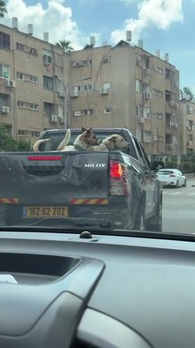 Two dogs ride in truck bed during Petah Tikva traffic