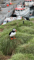 Atlantic Puffins spotted on grassy cliffs in Bakkagerði, Iceland