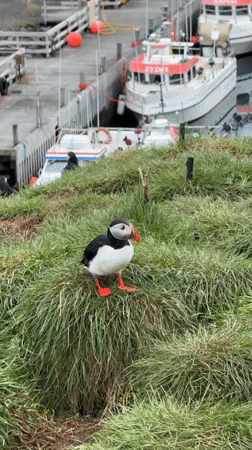 Atlantic Puffins spotted on grassy cliffs in Bakkagerði, Iceland