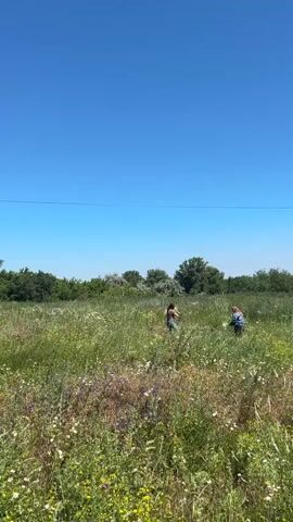 The video shows a bright, sunny day with a clear blue sky over a field of tall green grass and wildflowers. Two people are visible in the distance, walking through the field. One person appears to be holding something. The camera then zooms in on the wildflowers, which are a mix of yellow and white daisies. A hand reaches into the frame and gently picks a yellow flower. The video is shot from a low angle, looking up at the sky and the field.