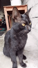 Black cat with yellow eyes chills on concrete, looks around.