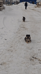 Puppies play on snowy Russian road as person approaches