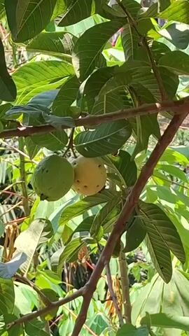 The video shows a close-up view of a guava tree. Two guavas are visible, one green and one yellow. The guavas are hanging from a branch, surrounded by lush green leaves. The sunlight filters through the leaves, creating a dappled effect. The background is out of focus, but appears to be more foliage and possibly other trees. The camera is relatively still, with slight movements that suggest it's being held by hand. The overall impression is of a peaceful, natural scene.