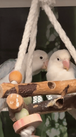 A pet shop in Osterode am Harz, animals throughout