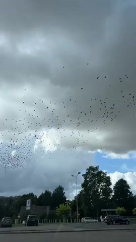 A flock of birds flies across a cloudy sky. In the foreground, a dark asphalt surface is visible, with cars parked on either side of a road. Trees and buildings are in the background.