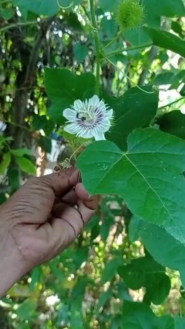 A hand reaches towards a white and purple flower with green leaves and spiky green buds in the background.