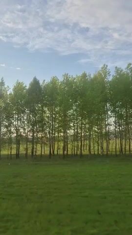 The video shows a view of a green field with trees, likely taken from a moving vehicle. The sky is blue with some clouds. In the distance, there are some buildings. The trees in the foreground are thin and have green leaves. The grass is a vibrant green, suggesting a healthy and well-maintained field. The camera is moving, indicated by the blur of the trees. There are indiscernible sounds of people speaking in the background.
