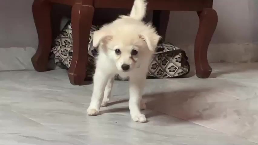 This media file shows a close-up shot of a small, fluffy white puppy with light brown eyes. The puppy is standing on a light-colored tiled floor, looking directly at the camera. Its tail is held high and curled over its back. Behind the puppy, the legs of a dark wooden table are visible. Underneath the table, a patterned cloth or blanket is partially visible. The lighting suggests it is daytime, and the indoor setting is indicated by the tiled floor and the presence of furniture. The puppy appears alert and curious. There is no visible text in the media file. The location context provided is Iyafin, Nigeria.