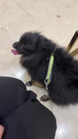This video captures a close-up view of a small, black Pomeranian dog wearing a neon green and black harness. The dog is sitting on a light-colored tiled floor, with its tongue hanging out, appearing to be panting. To the left of the dog, a person's lap is visible, covered in black fabric. The person's hand, with painted fingernails, is resting on the fabric, and their fingers are slightly curled.

The scene appears to be indoors, suggested by the tiled floor and the lighting. The time of day is not definitively clear, but the lighting suggests it could be daytime. The overall mood is calm and relaxed, with the dog exhibiting typical signs of being warm or perhaps having recently exerted itself. There is no visible text in the video. The location context of Ajman, United Arab Emirates, does not provide specific visual cues within the frame but suggests a warm climate where a dog might pant.