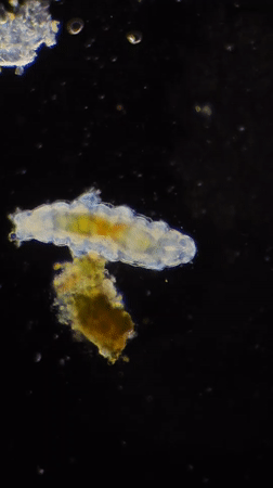 Tardigrade observed under microscope in Ribeira Grande, Portugal