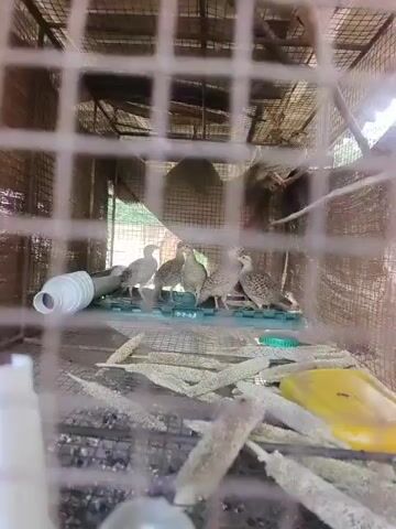 A group of young pheasants are visible inside a wire cage. The cage appears to be outdoors or in an open-air structure, as indicated by natural light and some greenery visible through the wire. The ground inside the cage is covered with what appears to be bedding material or discarded food, possibly millet stalks. There are several items in the cage, including a white pipe fitting on the left, a green plastic tray with a blue item on it in the center, and a yellow object, possibly a feeder or waterer, on the right. The pheasants are standing on the green tray and on the bedding. The cage is constructed with wire mesh and has a wooden or metal frame. The camera is positioned low, looking up into the cage. The video is grainy and somewhat out of focus.