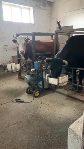 A black cow is being milked by a mechanical milker in a barn. The cow is in a metal stall and is leaning its head into a feeder. A white and brown cow is visible in the background, also in a stall. The floor of the barn is concrete and there is a window in the background.