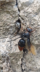 Striped wasps spotted crawling on surfaces in Lhokseumawe