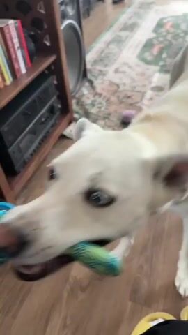 A white dog is playing tug-of-war with a blue and green rope toy. The dog is holding the toy in its mouth and pulling. A person's hand is visible, holding the other end of the toy. The video is filmed indoors, with wooden flooring and a rug in the background. There is also a bookshelf with books on it.