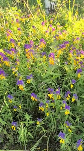 The video displays a close-up view of a dense cluster of wild flowers with purple and yellow petals, interspersed with green leaves. The flowers appear to be growing in an outdoor environment, possibly a meadow or field, given the natural lighting and the presence of other green foliage in the background. The camera is focused on the flowers, capturing their delicate details and vibrant colors. The lighting suggests it might be daytime, possibly morning or late afternoon, as the sunlight casts a soft glow on the scene. No people or animals are visible in the video.