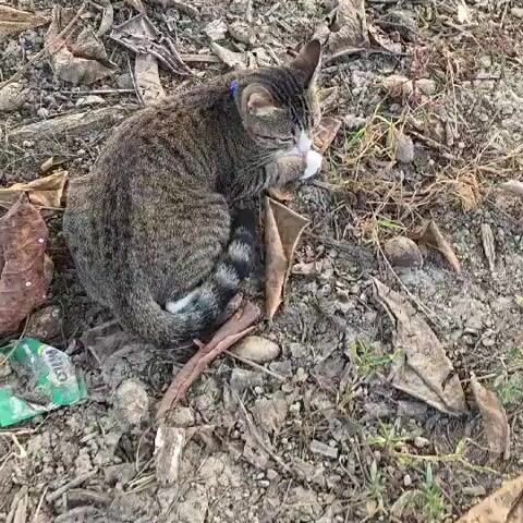 A tabby cat with a blue collar is curled up on the ground amongst dry leaves and dirt. It is grooming its paws and appears to be resting. The cat has white paws and a white chest.