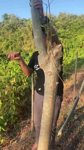 A man is trimming a tree in a field. He is wearing a black t-shirt and gray pants. He is holding a machete in his right hand and using it to cut a branch off the tree. The tree is tall and slender and has a few small branches growing off of it. The man is standing in front of the tree, and he is holding onto the trunk of the tree with his left hand. The background of the video is a hillside covered in trees and bushes. The sky is clear and blue.