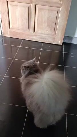 A fluffy gray cat sits on a black tiled floor, facing away from the camera. The cat has a very large, bushy tail that is almost as wide as its body. Behind the cat is a light-colored wooden door with two panels. The door is slightly ajar. The lighting in the room is dim.