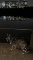 Evening dog walk captured along Moscow waterfront walkways