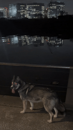 Evening dog walk captured along Moscow waterfront walkways