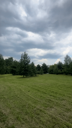 Quiet afternoon documented at Khimki park with wildlife and flowers