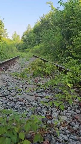 This is a first-person perspective video shot from a moving camera following an abandoned railroad track. The track is overgrown with green vegetation, and the gravel ballast is partially covered with dirt and weeds. The sky is clear and blue. The surrounding environment consists of lush green trees and bushes. The camera moves forward along the tracks, providing a sense of journey. There are no people or animals visible in the video. The overall impression is one of nature reclaiming an old man-made structure.