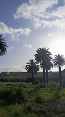 Video captures rural landscape with palm trees in Meknes