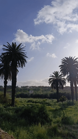 Video captures rural landscape with palm trees in Meknes