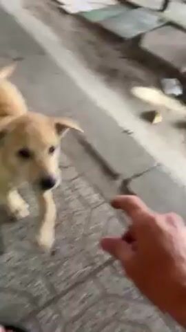 The video shows a light brown, small dog that appears to be a stray. A person's hand is seen reaching out to pet the dog. The dog initially approaches and is touched by the hand, then moves back a bit and stops. The person’s hand then motions, and the dog looks around. The setting is an outdoor, paved area, possibly a sidewalk or a patio. The surface is made of grey patterned tiles and a strip of light grey concrete. In the background, there are chairs and other objects that suggest a cafe or outdoor seating area. A person is seen sitting in a chair in the background.