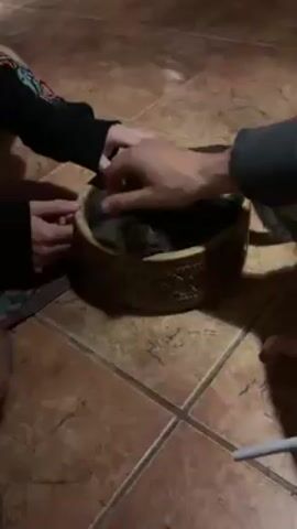 On a brown-tiled floor, two people, one wearing a black sweatshirt with colorful accents on the sleeves, and the other wearing a gray sweatshirt, pet a cat resting in a small, ornate bowl. The cat appears to be curled up inside, with only part of its tail visible. The bowl features intricate patterns and rests on the floor between the individuals. The camera angle is from slightly above.