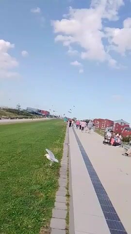 The video shows a seaside promenade on a sunny day. A seagull is on the grass on the left side of the frame. A paved walkway runs along the right side, with people walking on it. In the background, there are buildings and a Ferris wheel. Several other seagulls are flying in the sky. The seagull on the grass flaps its wings and appears to be about to fly.