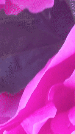 Pink peonies and a frog brooch in rural Lithuania