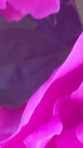 The video is a close-up, abstract shot of bright pink flower petals. The petals are layered and textured, with some appearing ruffled and others smooth. The lighting creates highlights and shadows, emphasizing the curves and folds of the petals. The background is a blur of darker color, likely other parts of the flower or leaves. There are no people, actions, or interactions depicted.