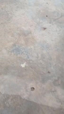The video shows a close-up of a domestic cat. The cat is sitting on a concrete surface. The cat is white with grey tabby markings on its head and back. The cat has blue eyes. The video focuses on the cat's face and upper body. The background is blurred but appears to be an outdoor setting with some vegetation.