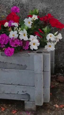The video shows a close-up view of a concrete planter filled with a colorful assortment of flowers. The planter itself appears to be constructed from stacked concrete blocks, with a weathered and chipped exterior. The flowers are a mix of vibrant red, pink, and white blooms, with green foliage. The background is a rough, grey stone or concrete wall. The lighting is natural, suggesting an outdoor setting. The camera pans slightly across the planter, allowing a detailed view of the flowers and the planter's construction.
