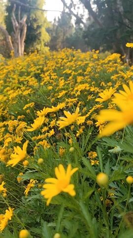 The video shows a dense field of yellow daisy-like flowers with green foliage filling the frame. In the background, trees are visible with dappled sunlight filtering through their branches. The camera angle is low, emphasizing the abundance of flowers.  There are no people visible.