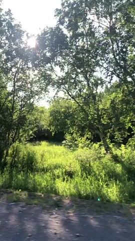 A video shows a moving shot of trees and sunlight. The sun is bright and shining through the leaves of the trees. The ground in front of the trees is covered in gravel. The video appears to be taken from a vehicle.