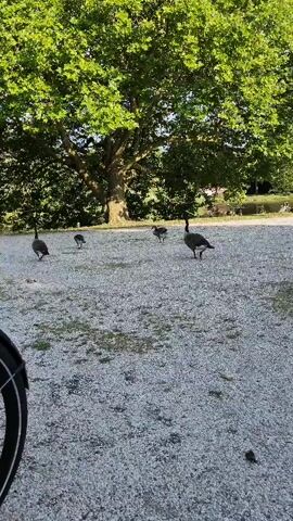 A group of Canadian geese walk across a gravel path. The geese are black and white with brown bodies. One goose is larger than the others and appears to be an adult. The geese are walking in the same direction, and they seem to be heading towards a large tree in the background. The tree is green and leafy, and it is surrounded by other trees and foliage. The sky is blue, and the sun is shining. Part of a bicycle tire is visible in the lower left corner of the frame.