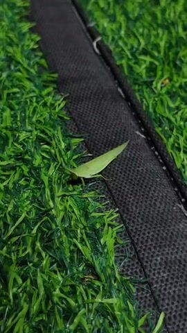 A close-up shot of a green grasshopper on a patch of artificial grass. The grasshopper is facing left, with its body elongated and its head pointed towards the left edge of the frame. It is positioned on the left side of a black fabric-like material that runs diagonally across the frame from top left to bottom right. The artificial grass is vibrant green and appears to be short-bladed. The lighting is bright, creating some shadows. There is no discernible movement.