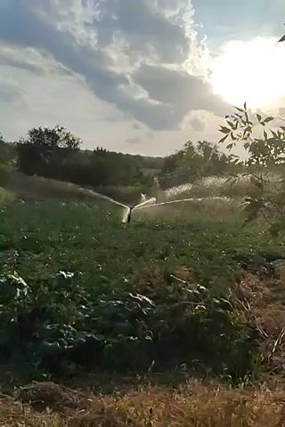 The video shows a sprinkler watering a field of green plants under a partly cloudy sky. The sun is visible, casting a bright light. The sprinkler is in the center of the frame, spraying water in an arc over the plants. Trees and foliage are visible in the background. The ground in the foreground is covered with dry grass and some straw. The video is shot from a low angle, looking up towards the sky and the sprinkler.
