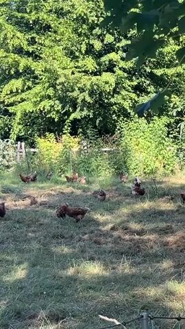 A flock of chickens pecks and wanders through a grassy field. Trees and bushes line the background, with a house visible in the distance. The sun shines brightly, casting shadows on the ground.