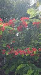 Garden walk documents blooming trees in Phan Thiet Ward