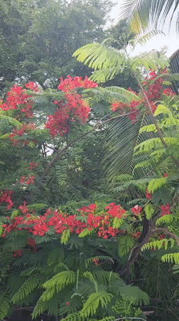 Garden walk documents blooming trees in Phan Thiet Ward