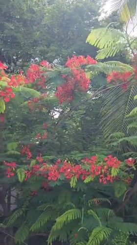 Garden walk documents blooming trees in Phan Thiet Ward