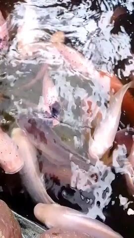 The video shows a close-up, overhead view of several pale-colored fish swimming in murky water. The fish appear to be of various sizes, with some showing dark markings. The water is disturbed, creating ripples and foam on the surface. The lighting is dim, and the overall scene is blurry, making it difficult to discern fine details of the fish or their environment. The video lasts only a few seconds and appears to be a continuous shot.