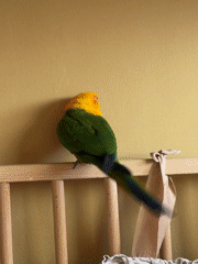 Sun conure roams freely through a Khimki home